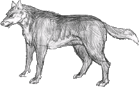 нарисованный волк